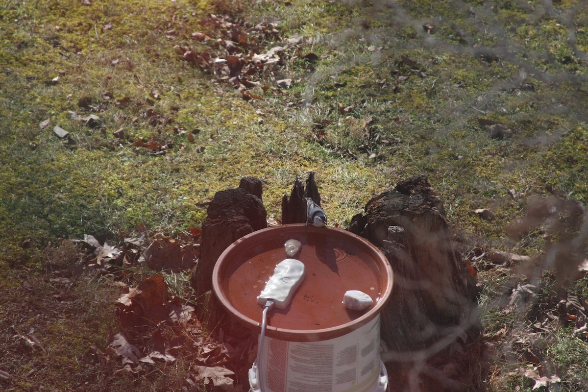 White-breasted Nuthatch (Eastern) - ML646050129