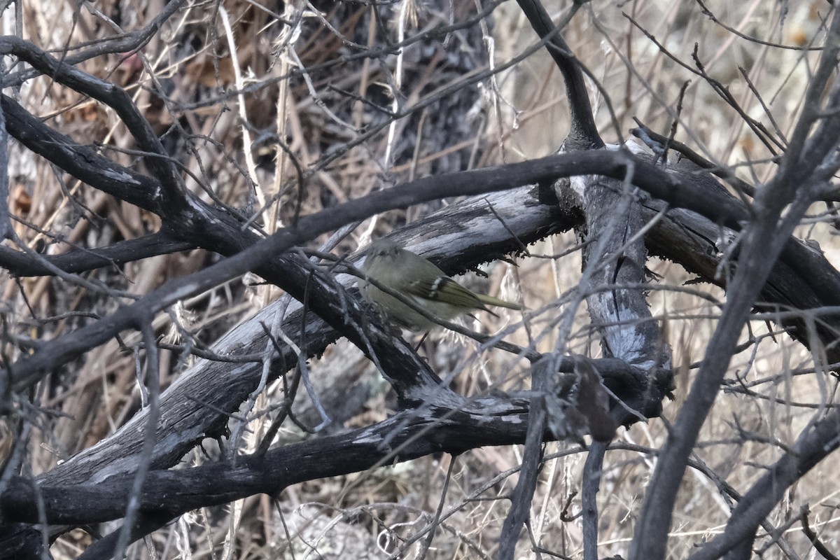 ルビーキクイタダキ - ML646050138