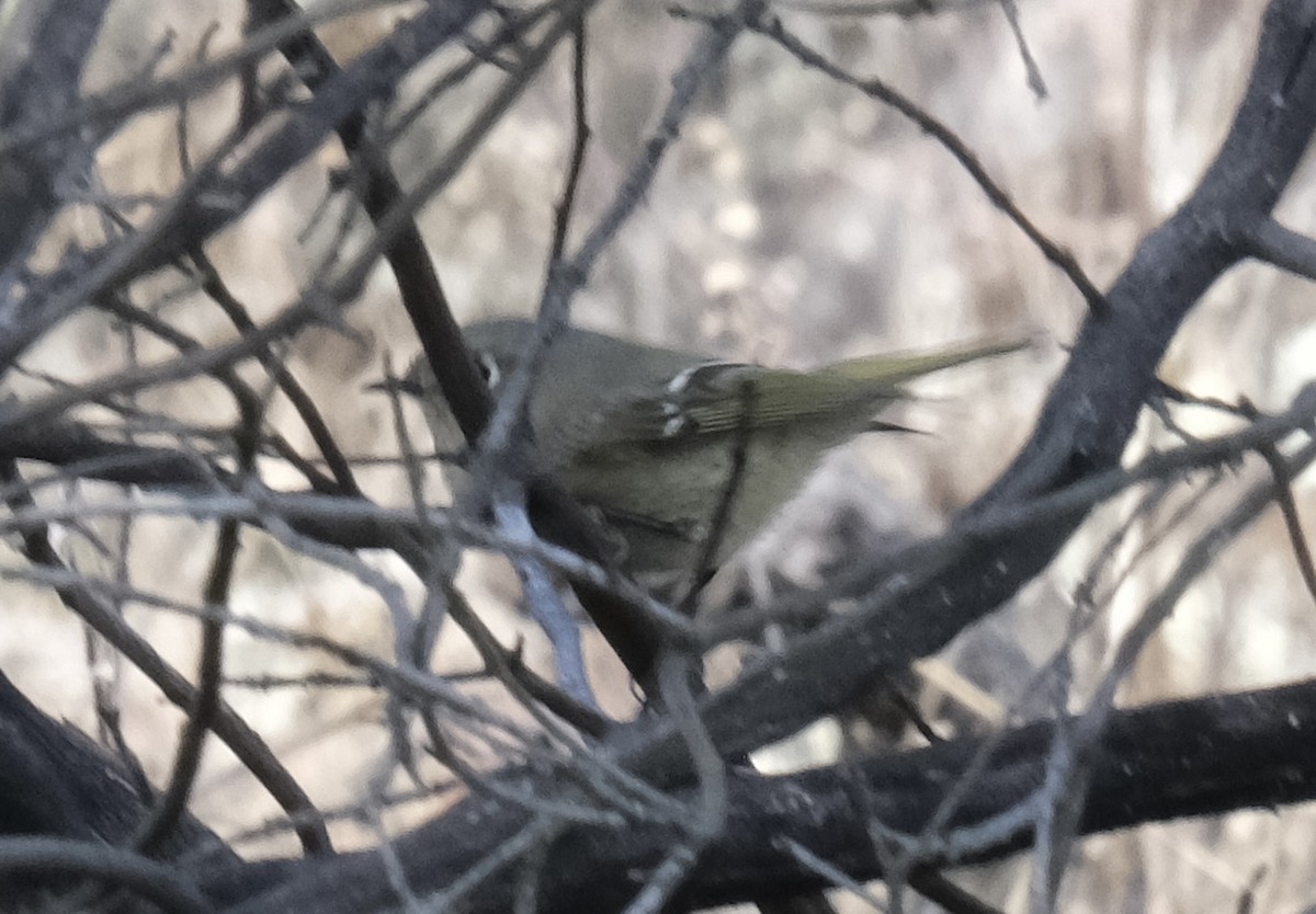 ルビーキクイタダキ - ML646050139