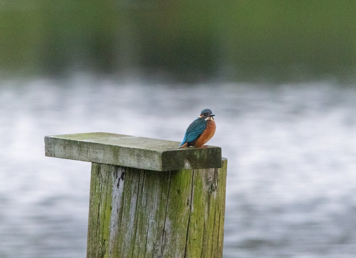 Common Kingfisher - ML646050140