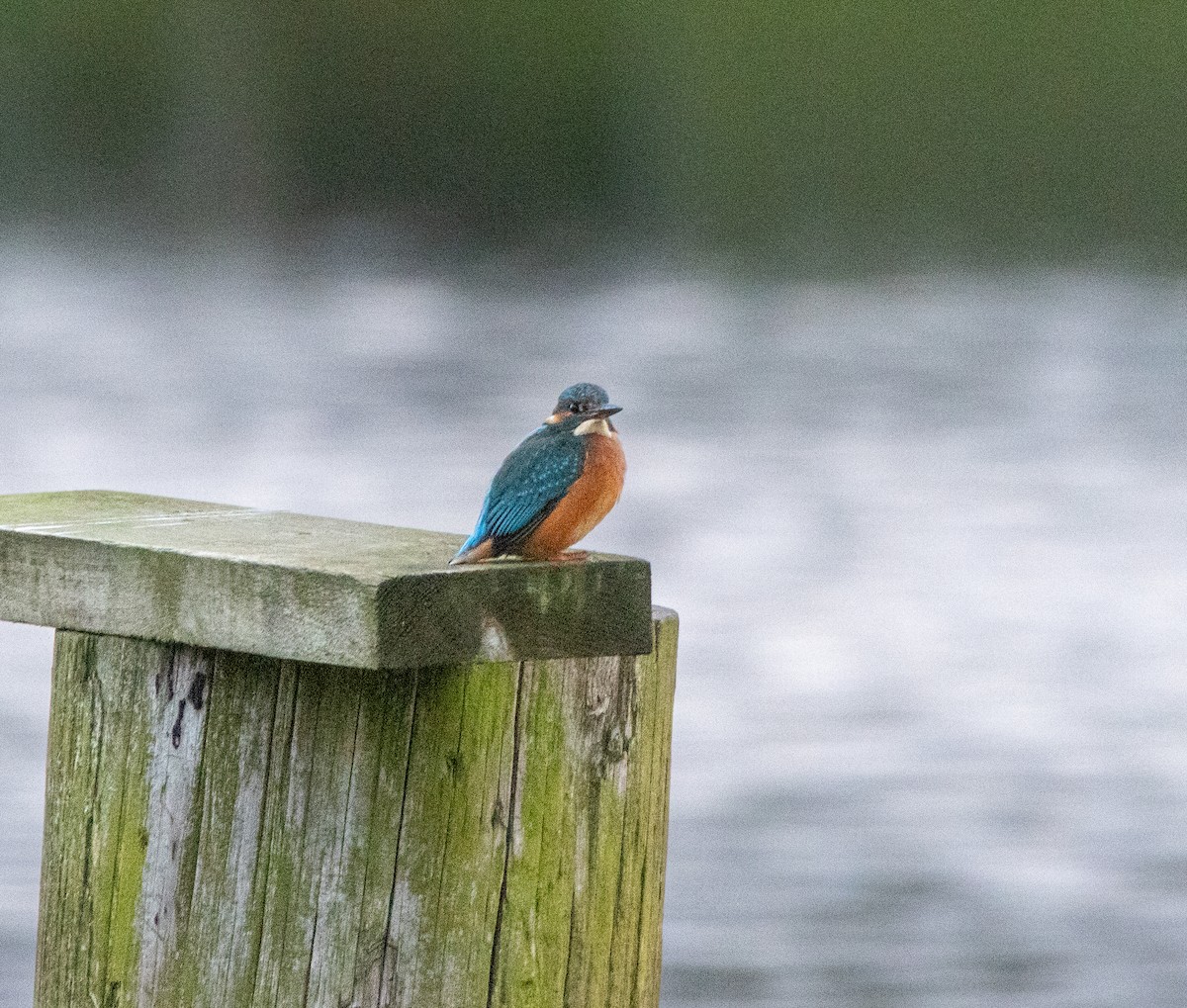 Common Kingfisher - ML646050141