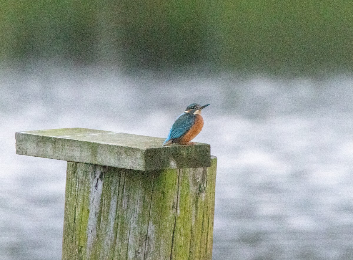 Common Kingfisher - ML646050142