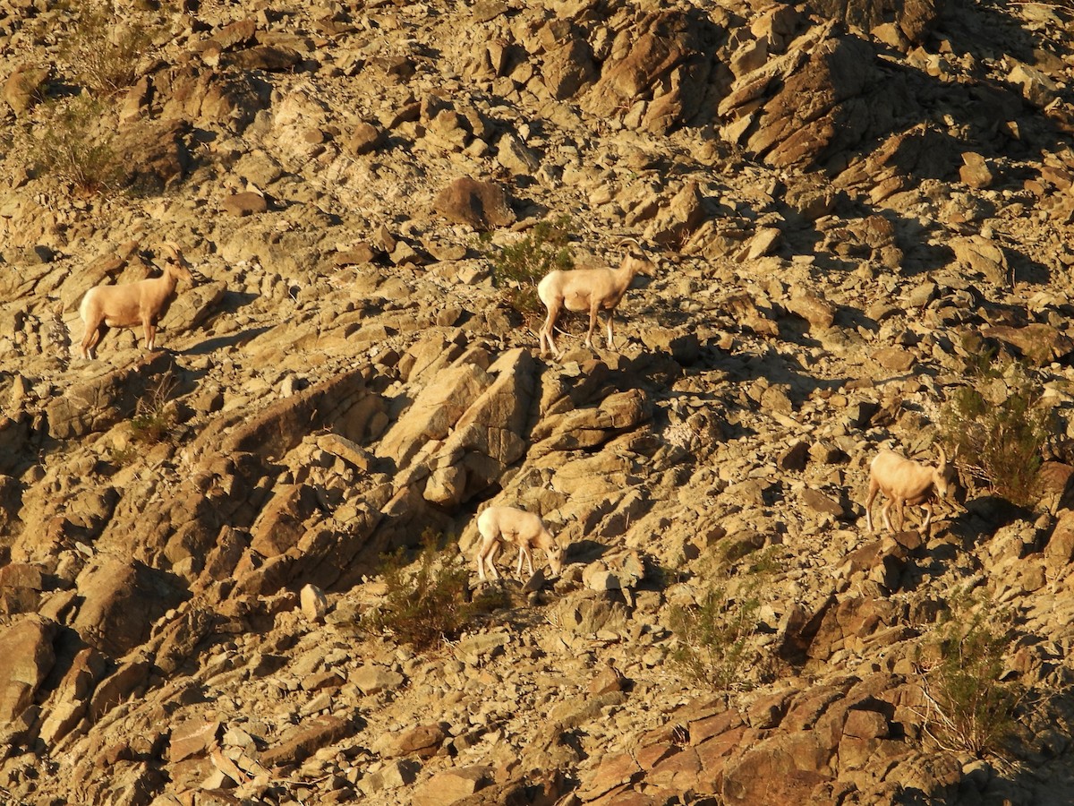 Desert Bighorn Sheep - ML646050148