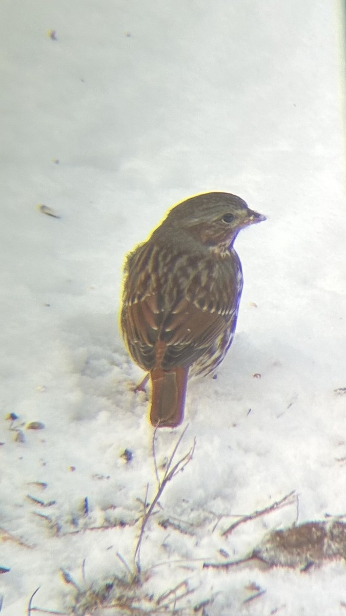 Fox Sparrow - ML646050152
