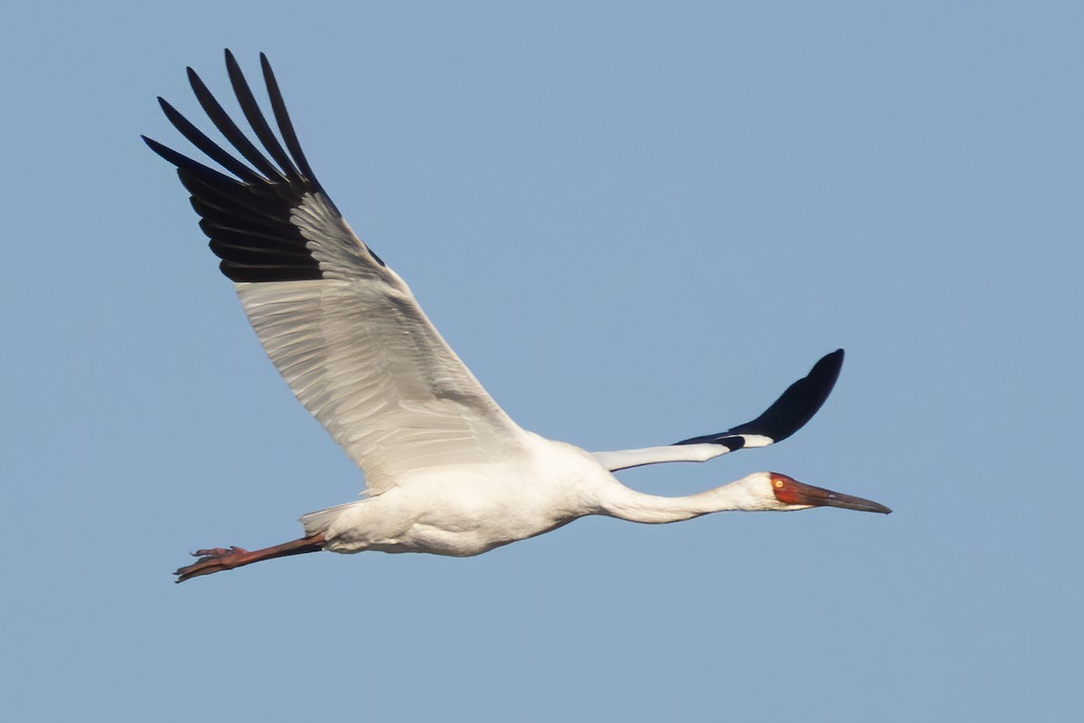 ソデグロヅル - ML646050153