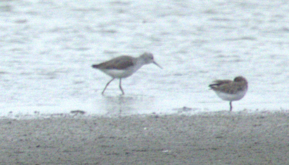 Marsh Sandpiper - ML646050155