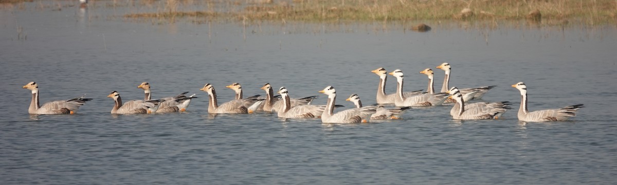 Гуска гірська - ML646050157