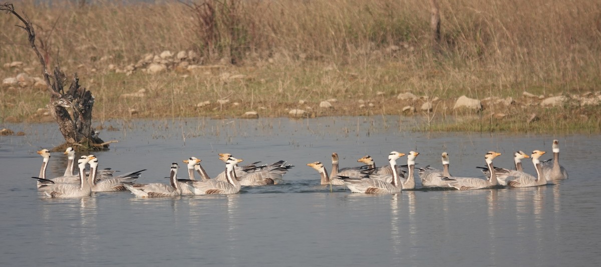 Гуска гірська - ML646050162