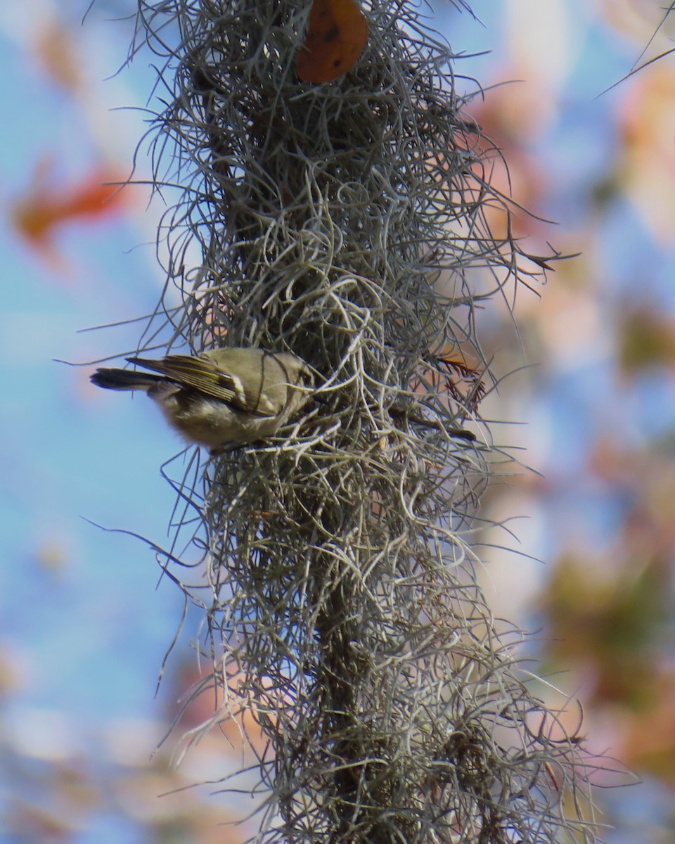 Golden-crowned Kinglet - ML646050163