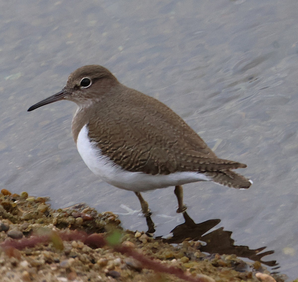 Common Sandpiper - ML646050179