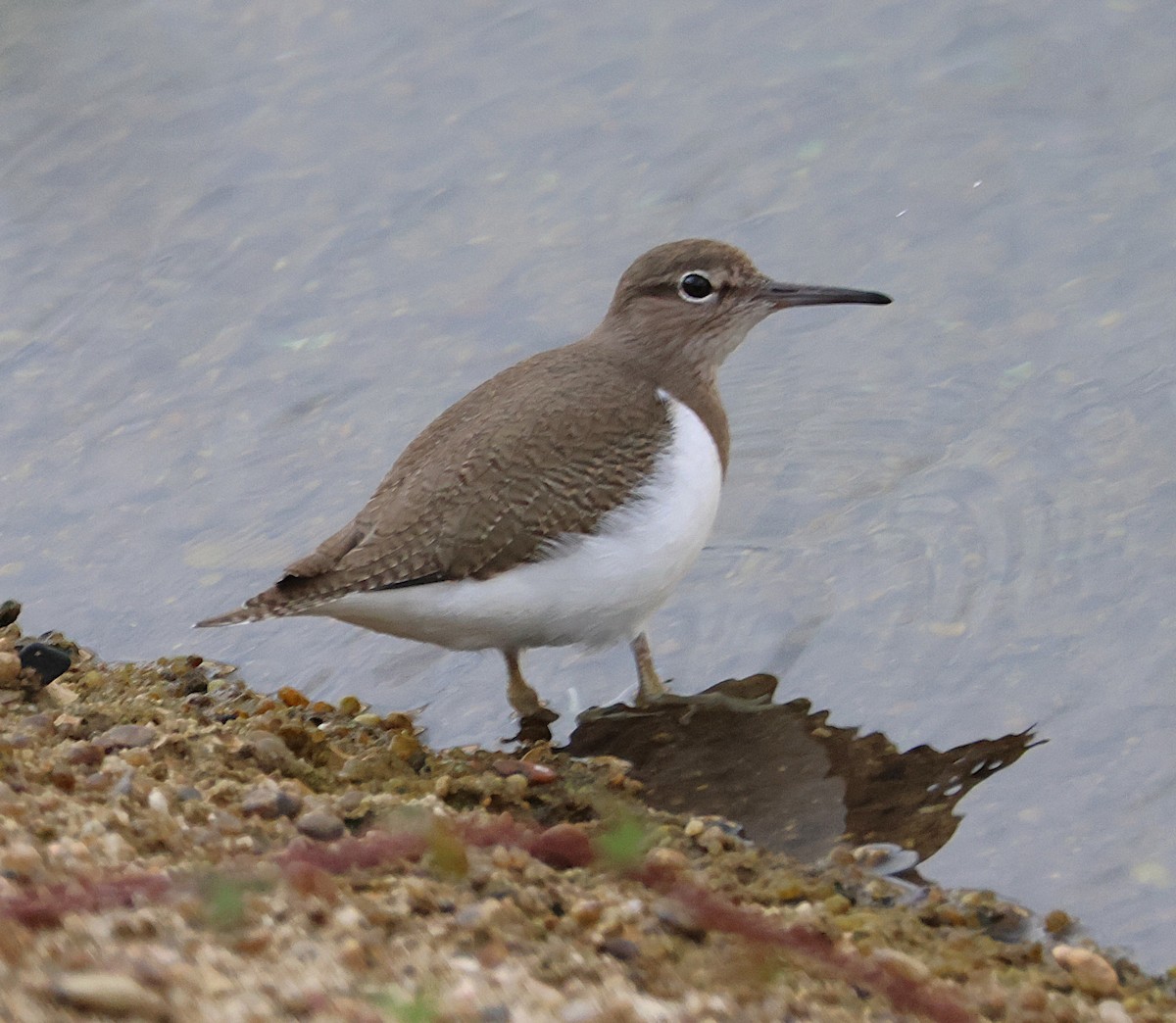 Common Sandpiper - ML646050180