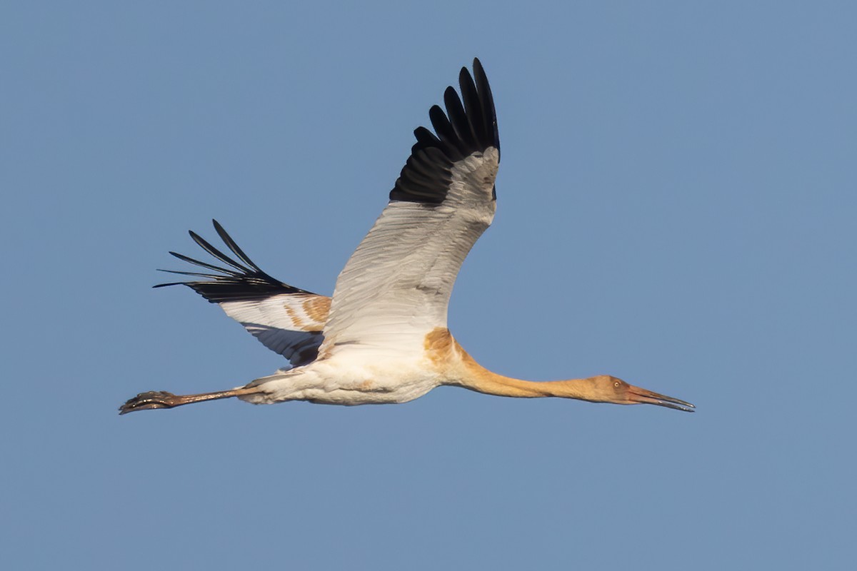 ソデグロヅル - ML646050181