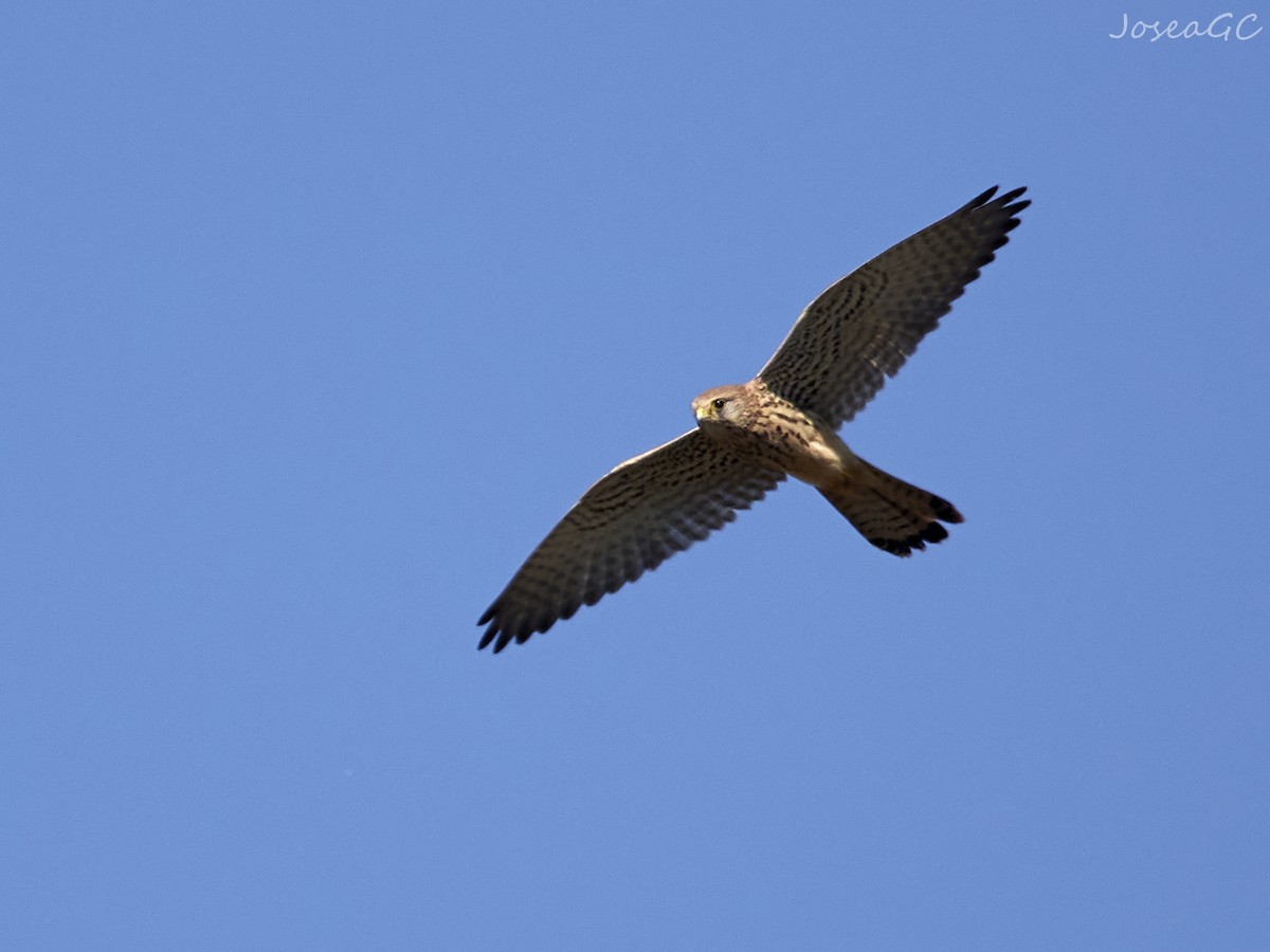 בז מצוי - ML646050182