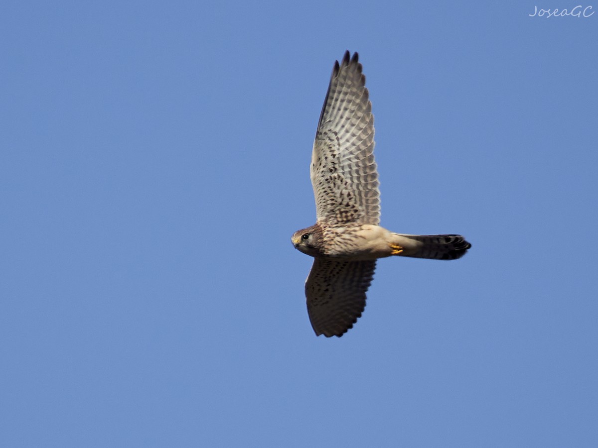 בז מצוי - ML646050184