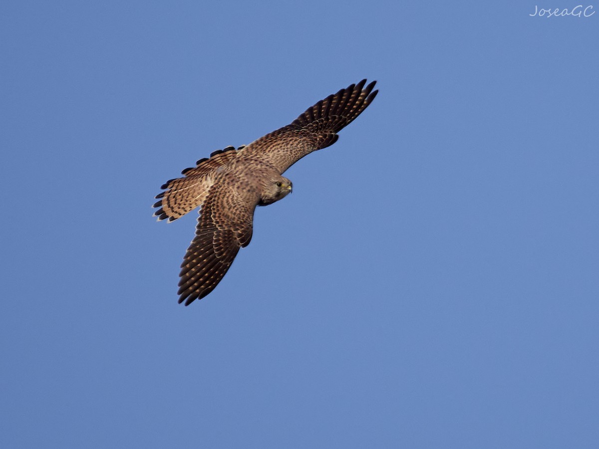 בז מצוי - ML646050186