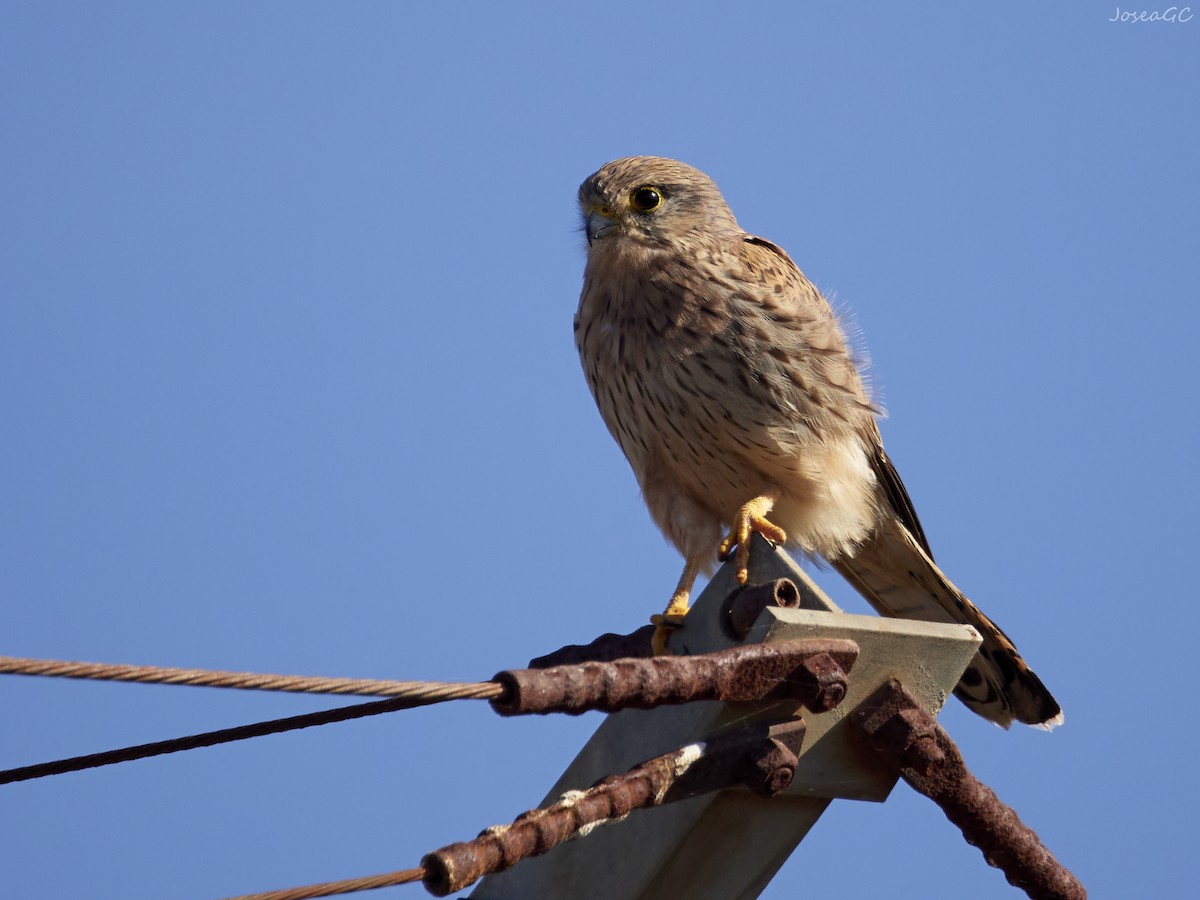 בז מצוי - ML646050187