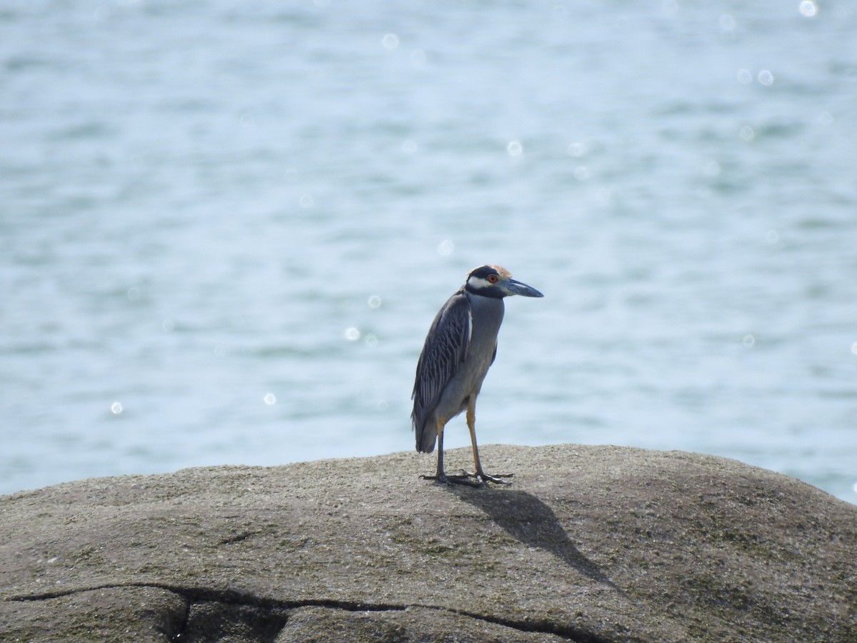 kvakoš žlutočelý - ML646050195