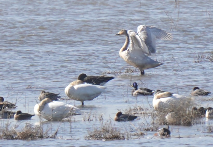 Whooper Swan - ML646050208