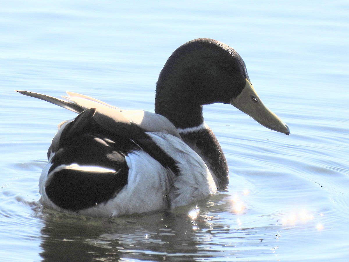 Mallard - ML646050221