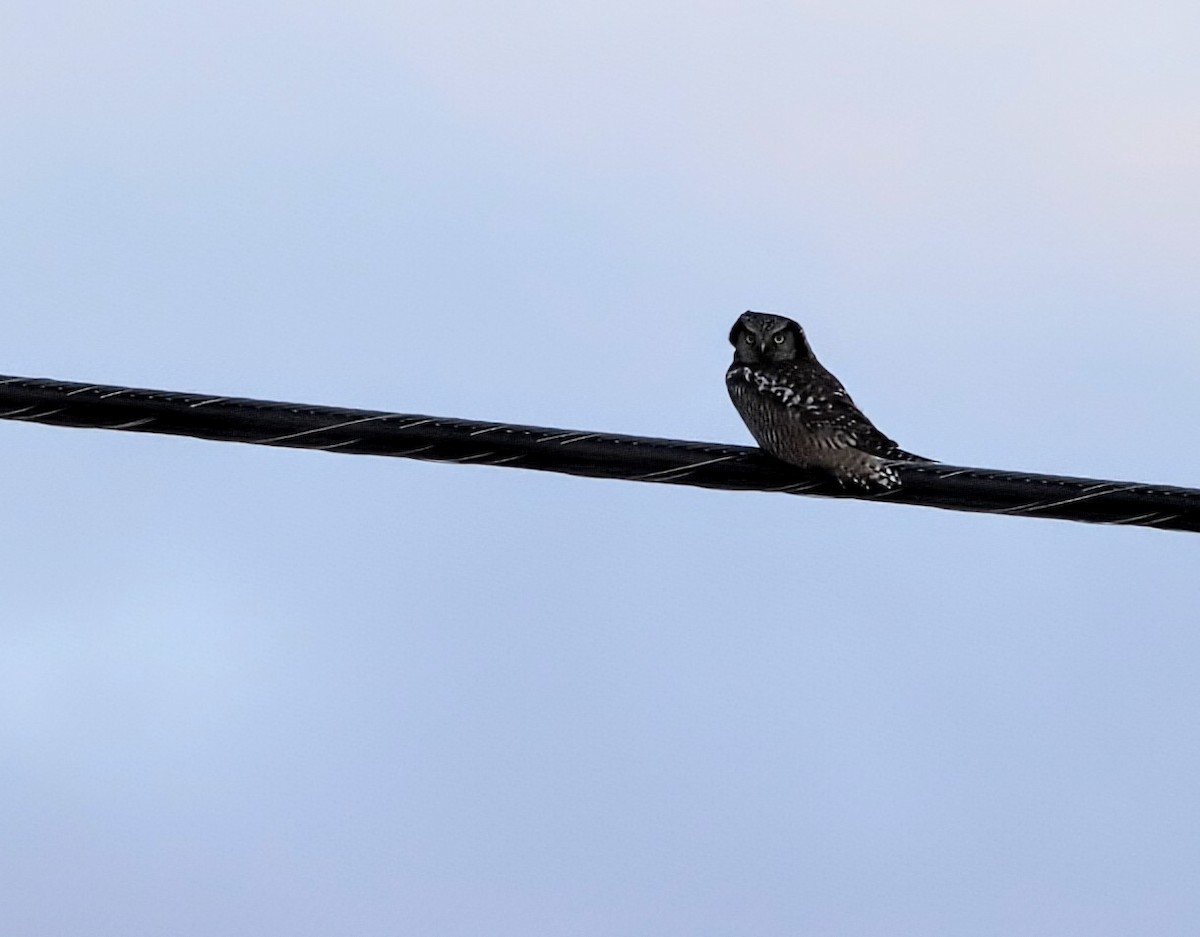 sovice krahujová - ML646050225