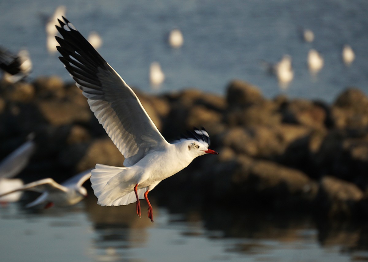 Gaviota Centroasiática - ML646050232