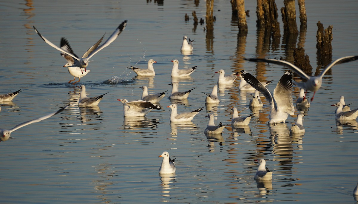Gaviota Centroasiática - ML646050236