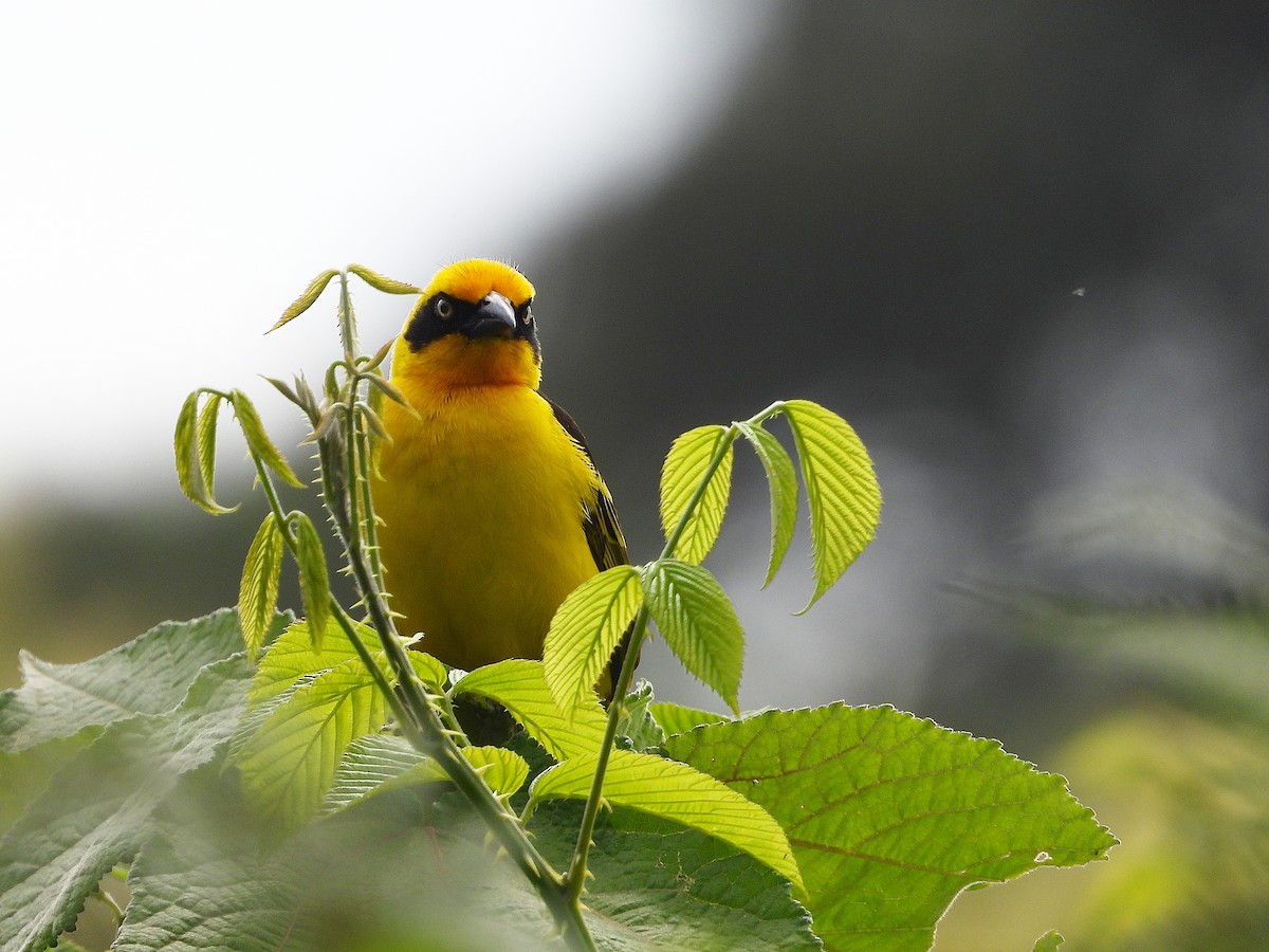 Tejedor Baglafecht - ML646050241