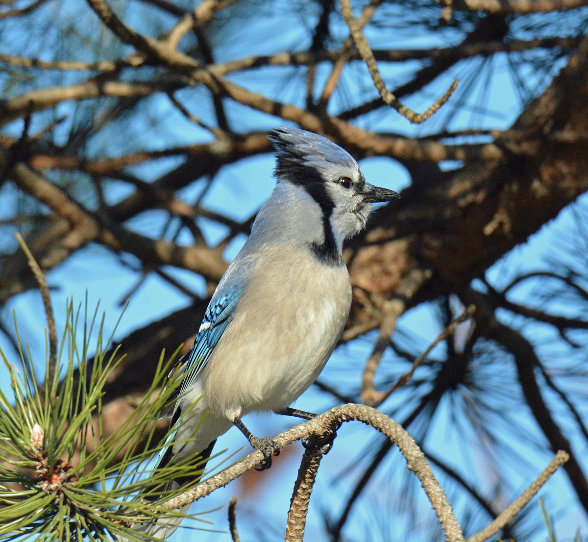 sojka chocholatá - ML646050242