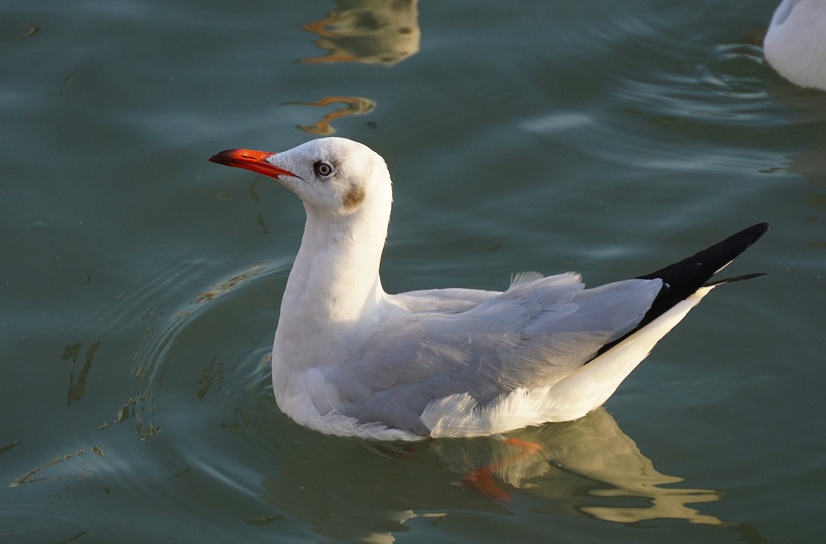 Gaviota Centroasiática - ML646050243