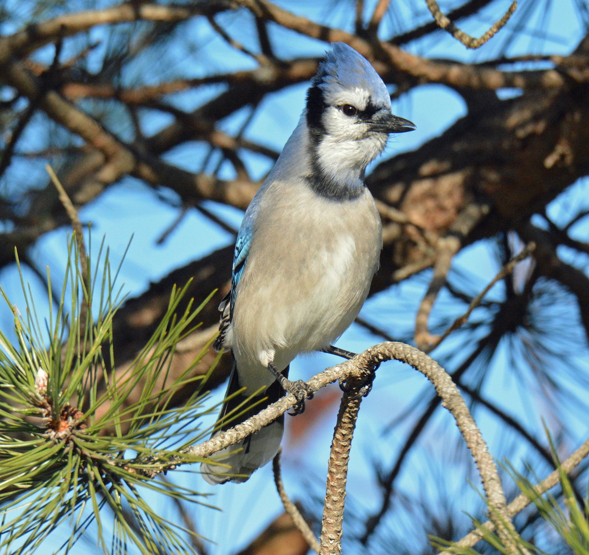 sojka chocholatá - ML646050248