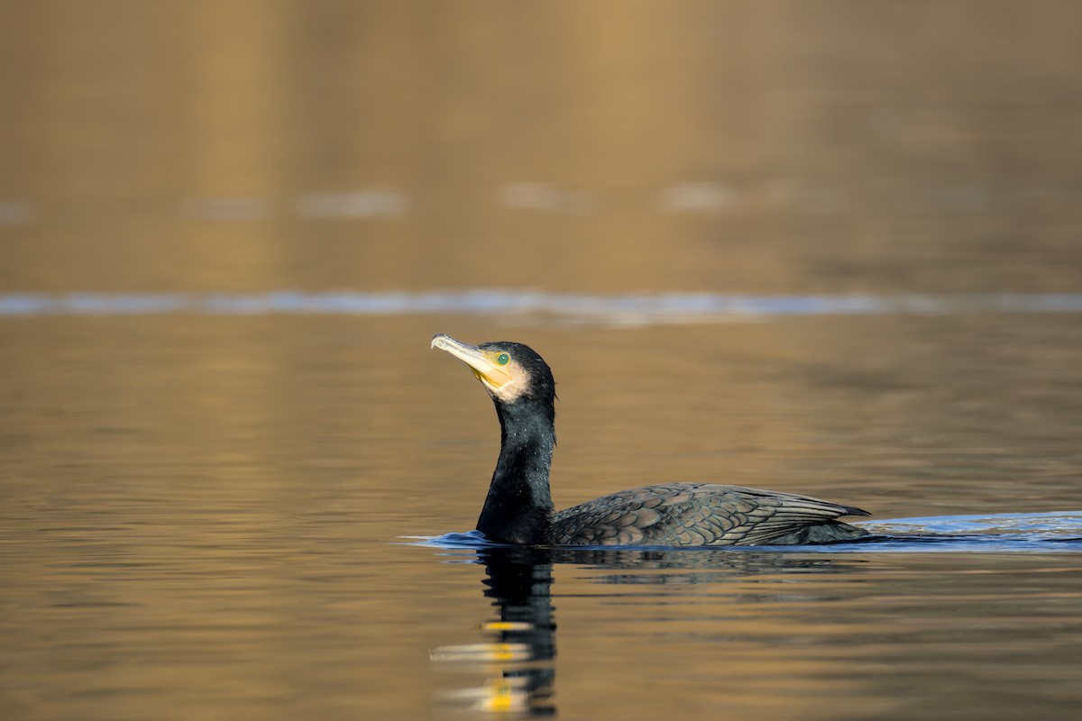 Great Cormorant - ML646050249