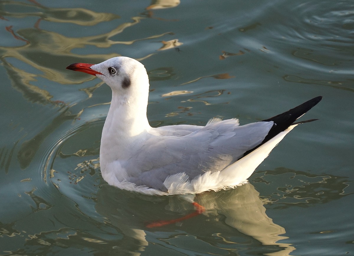 Gaviota Centroasiática - ML646050250