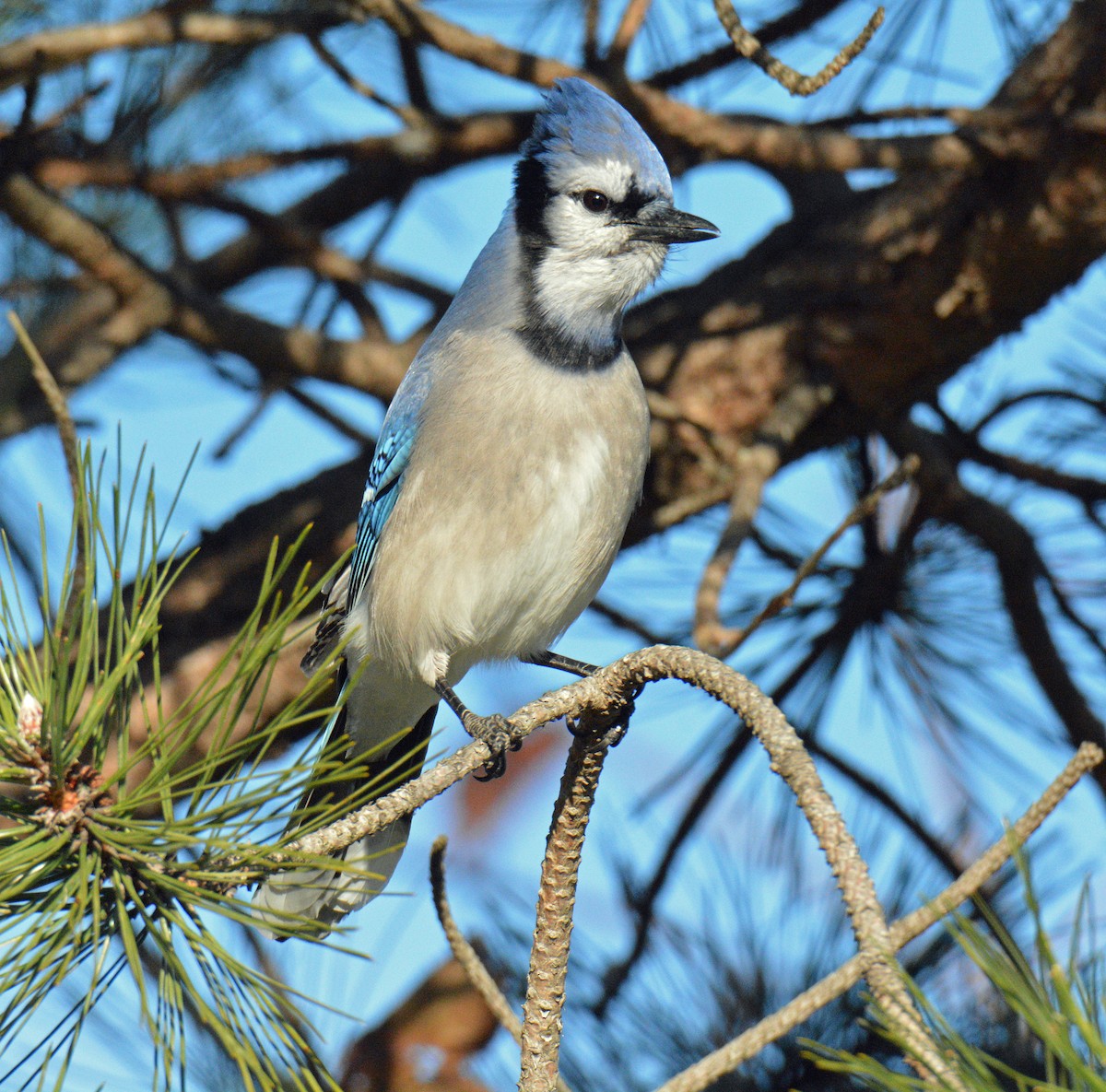 sojka chocholatá - ML646050251