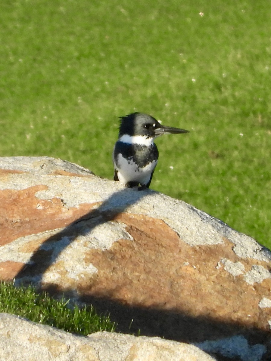 Belted Kingfisher - ML646050256