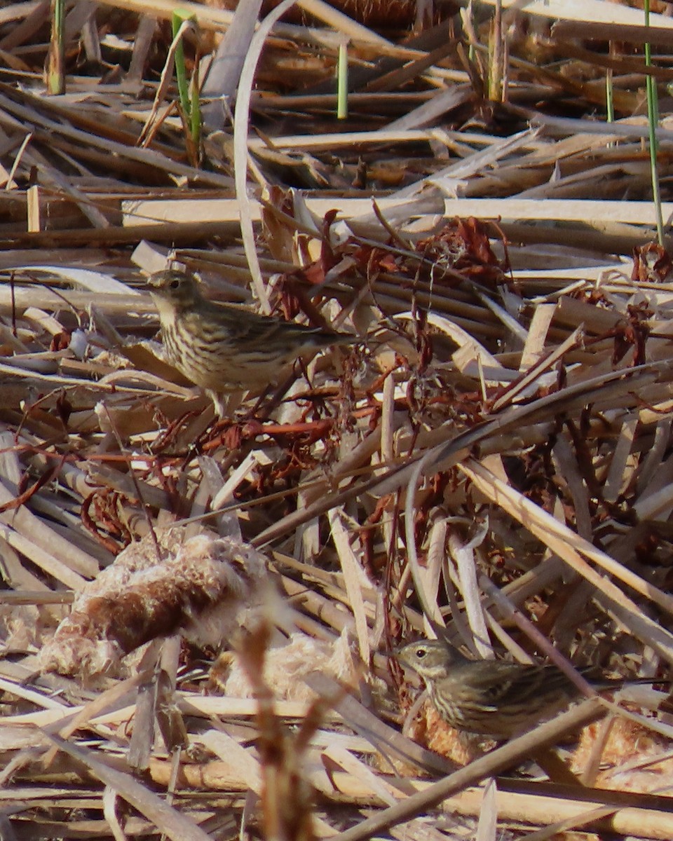 American Pipit - ML646050257