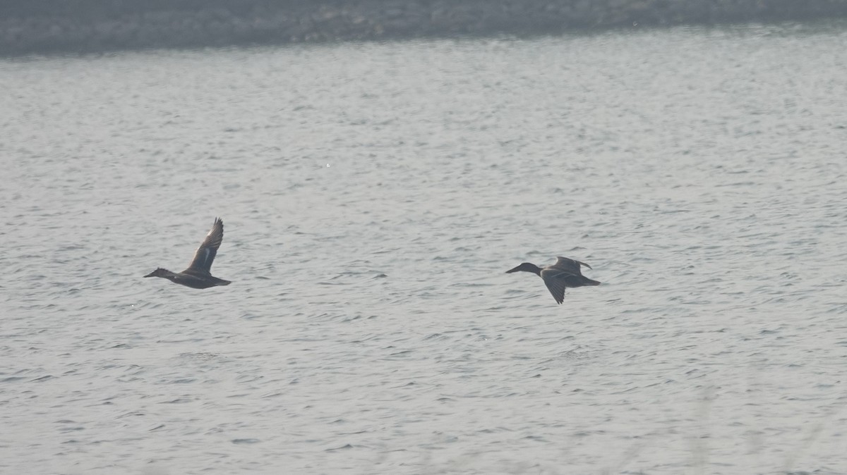 琵嘴鴨 - ML646050259