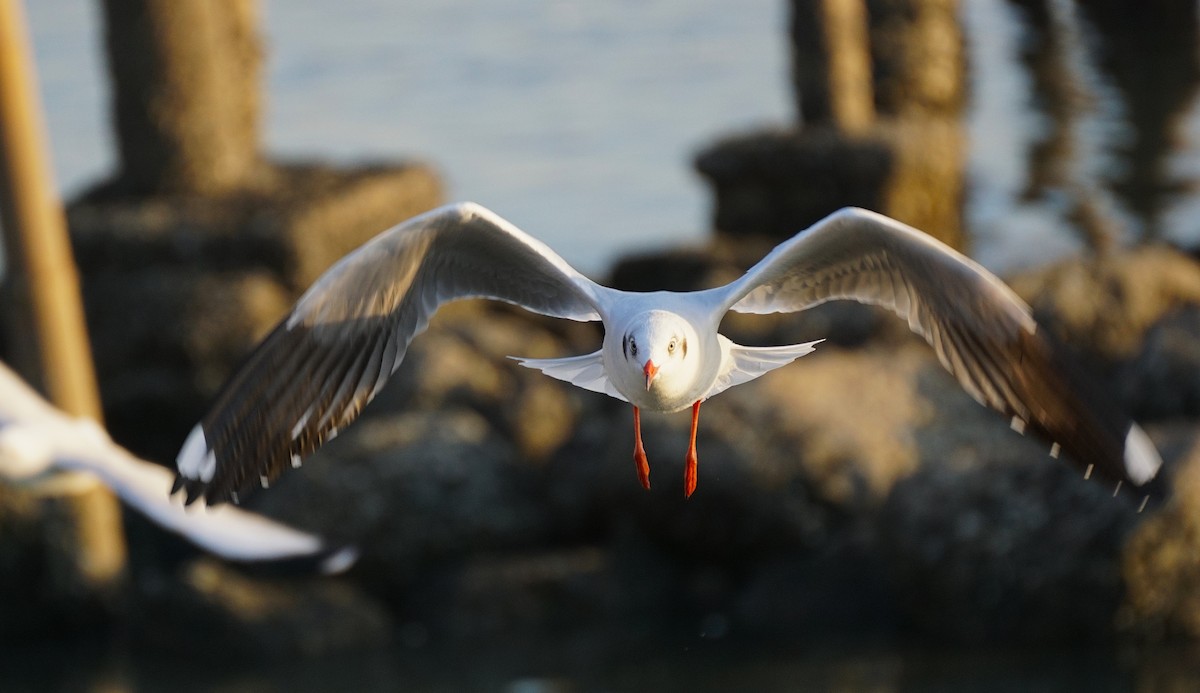 Gaviota Centroasiática - ML646050266