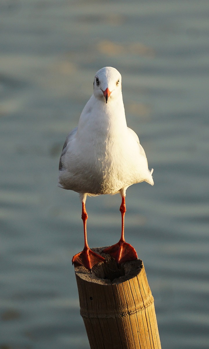 Gaviota Centroasiática - ML646050267