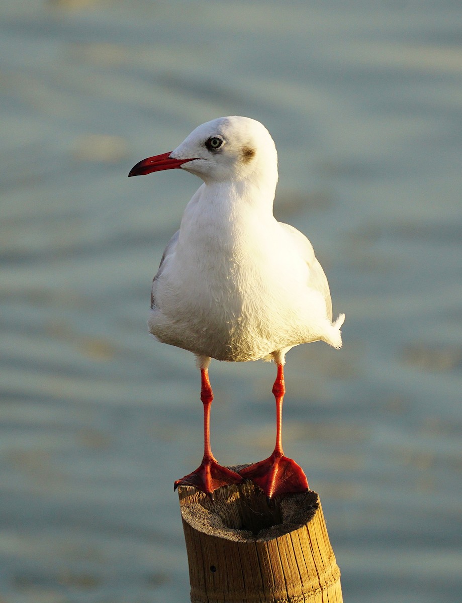 Gaviota Centroasiática - ML646050273