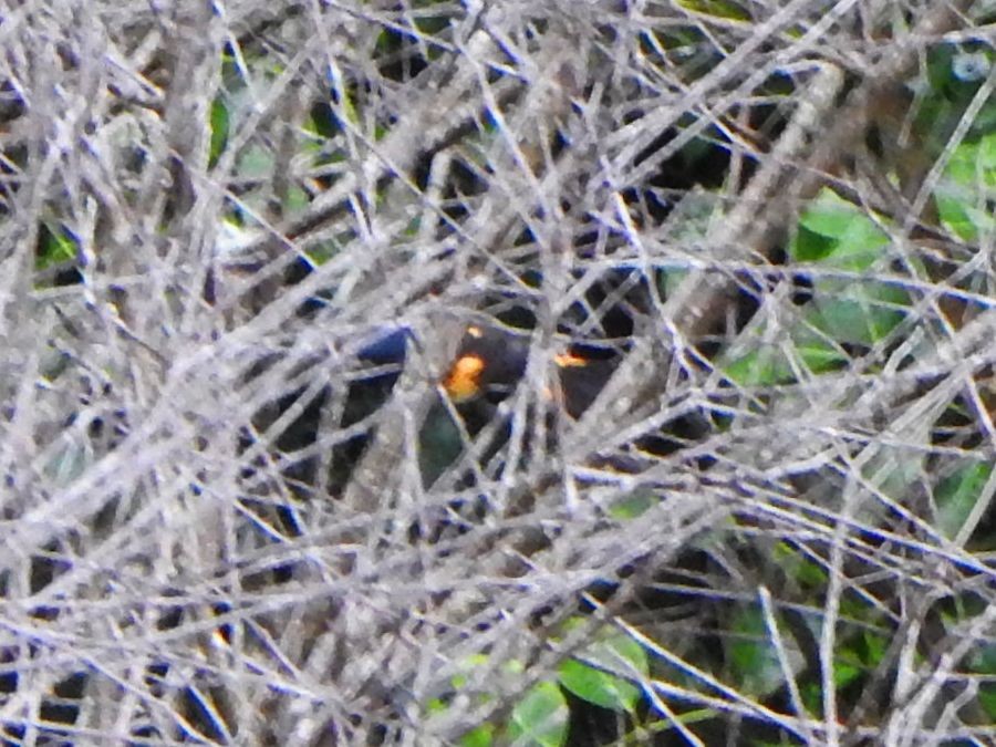 American Redstart - ML646050276