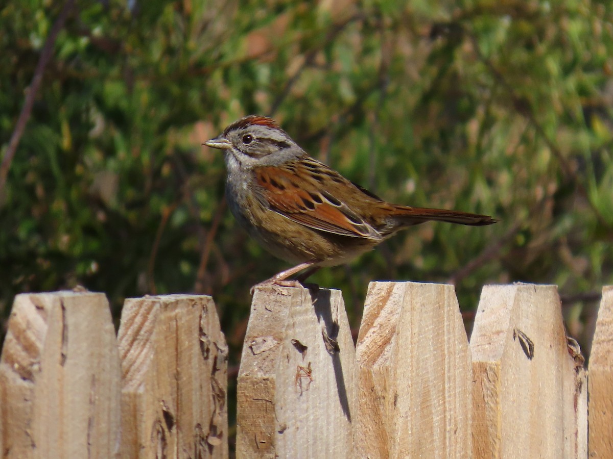 Swamp Sparrow - ML646050278