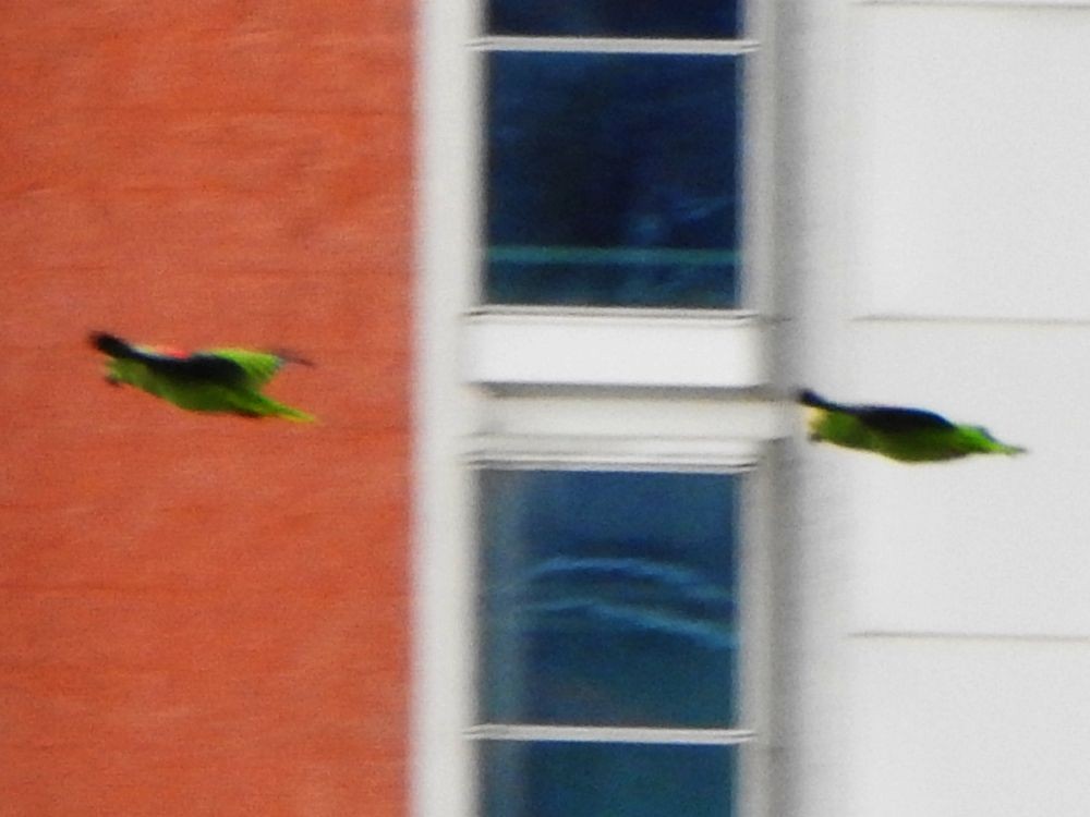 Yellow-crowned Amazon - ML646050280