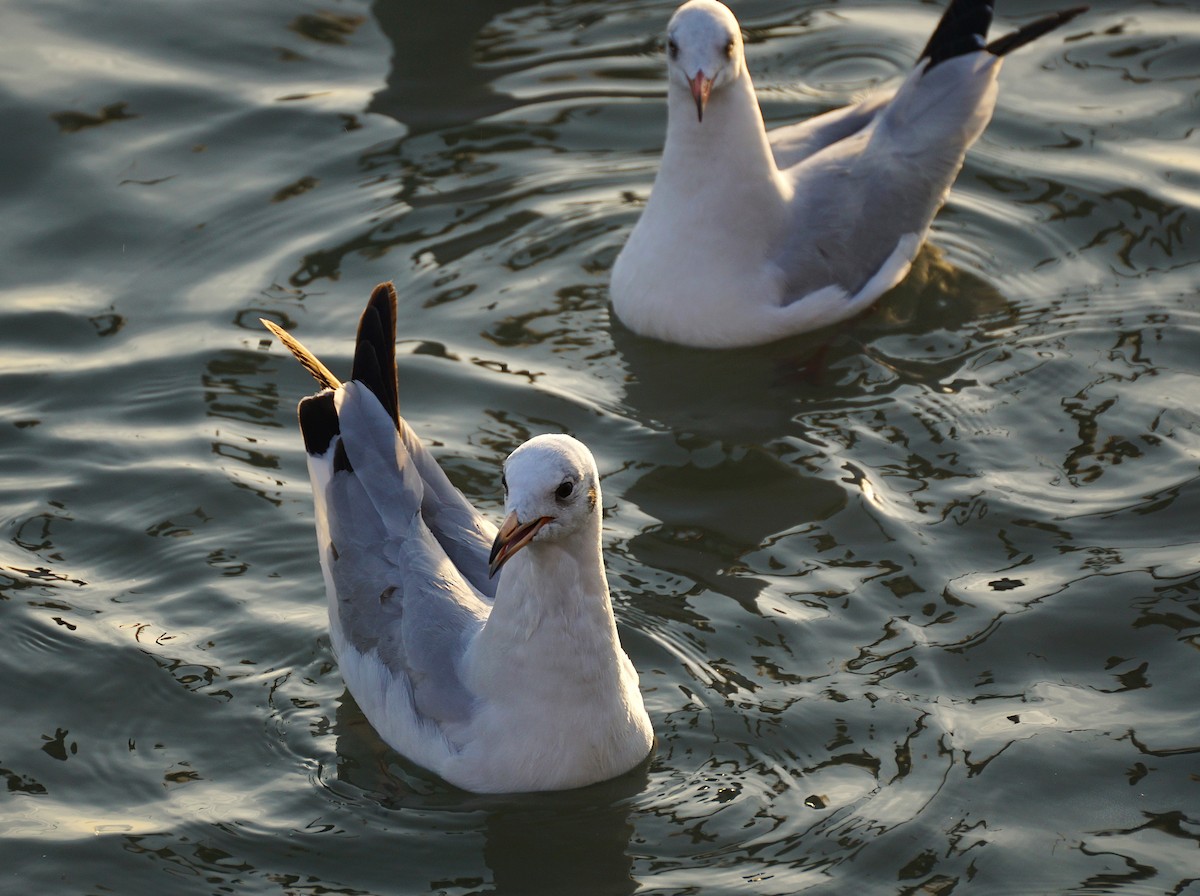 Gaviota Centroasiática - ML646050282