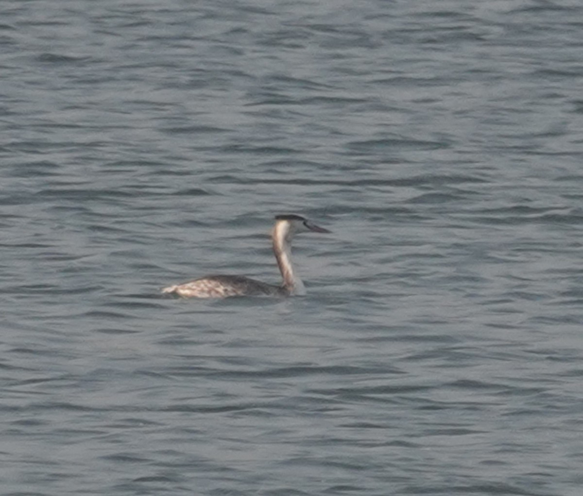 冠鸊鷉 - ML646050293