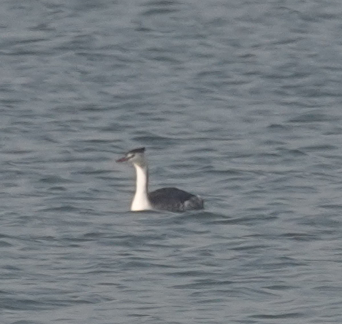 冠鸊鷉 - ML646050294