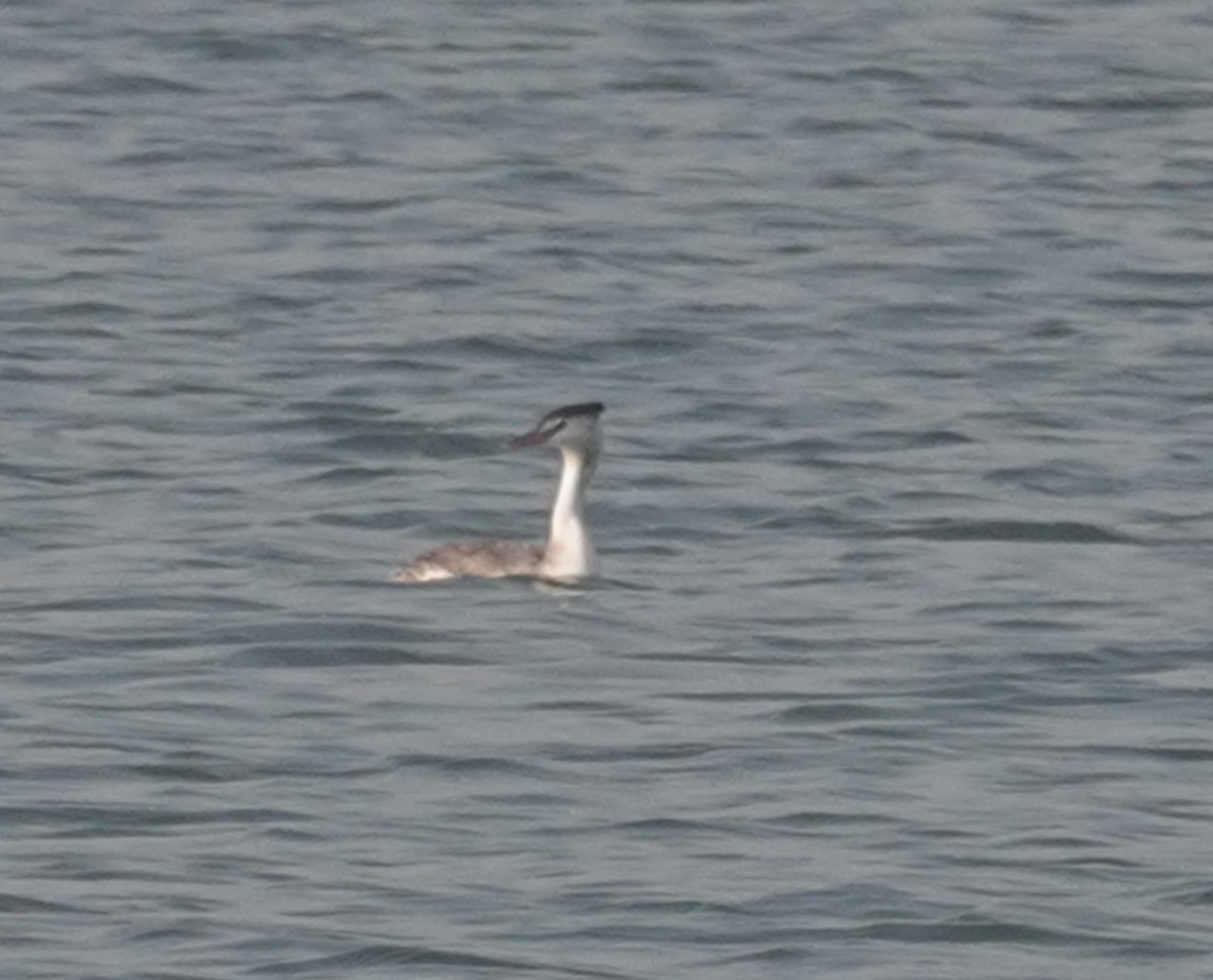 冠鸊鷉 - ML646050295