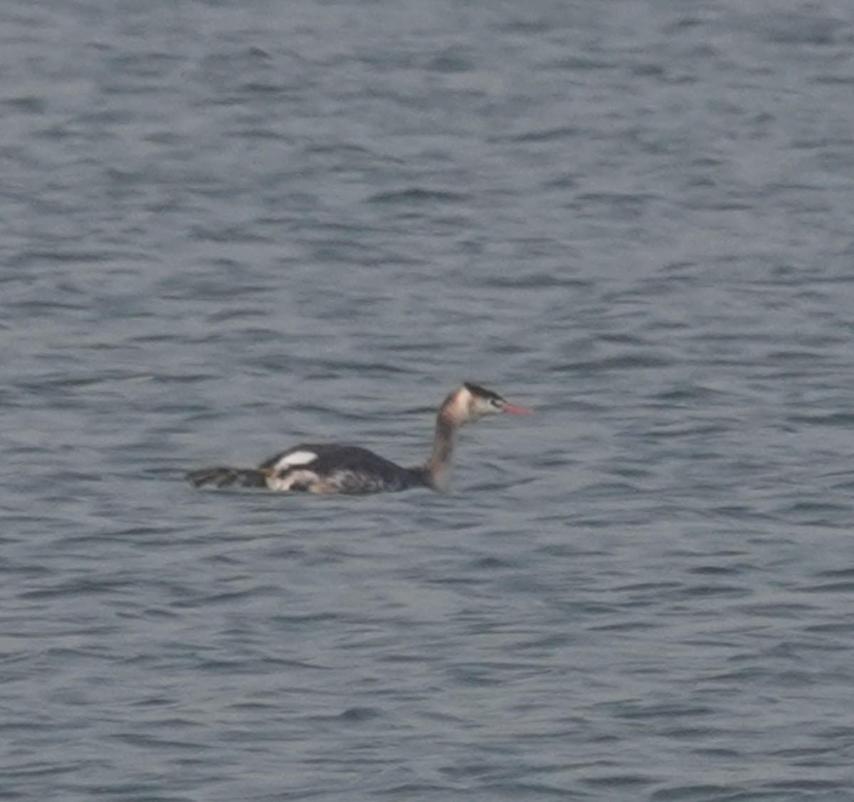 冠鸊鷉 - ML646050296