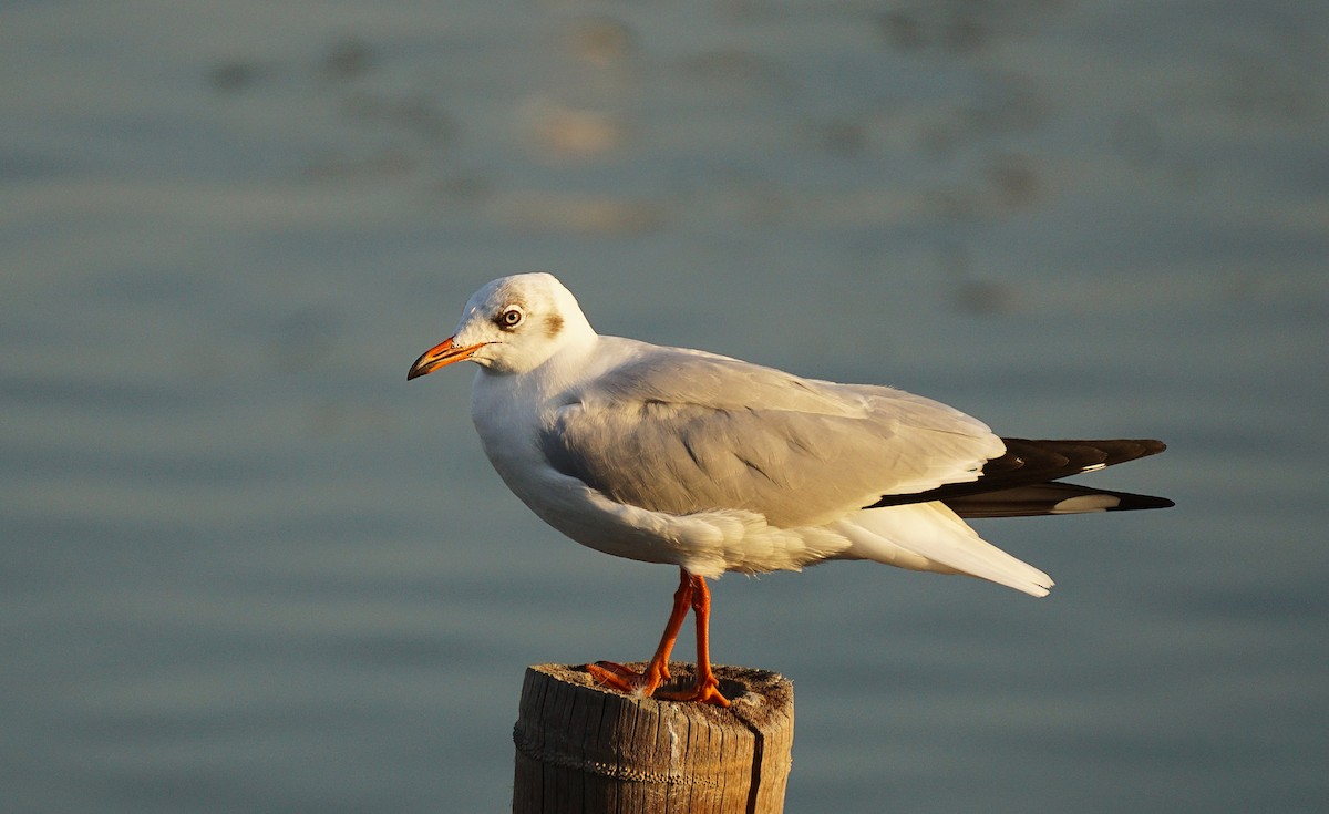 Gaviota Centroasiática - ML646050297