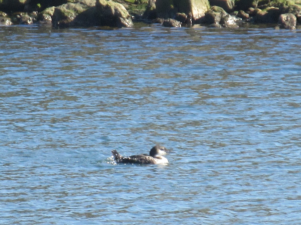 Common Loon - ML646050298