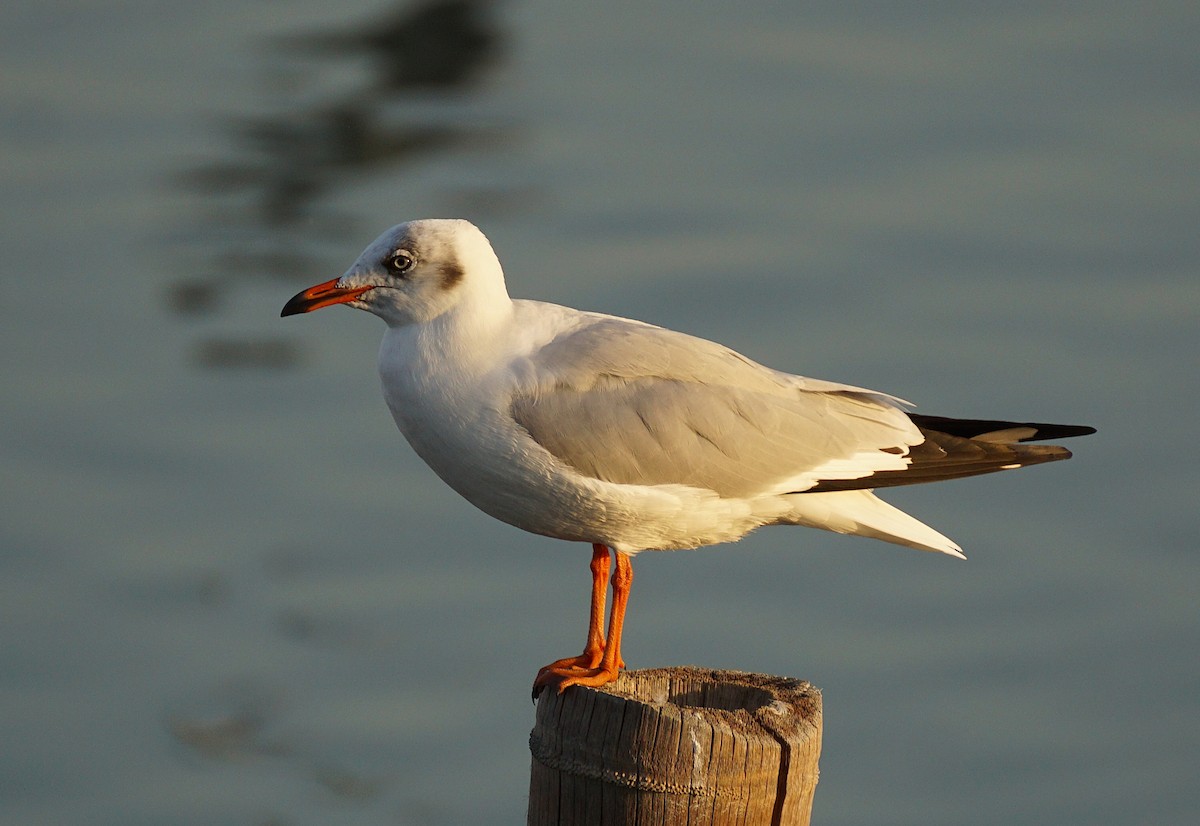 Gaviota Centroasiática - ML646050300